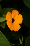 Thunbergia alata 'Orange Beauty'RCP8-10 119.jpg